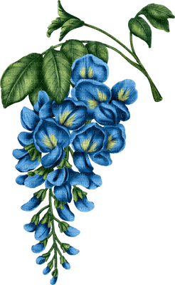 fleur bleu.Cheyenne63 - nemokama png