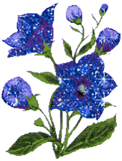indigo flower - Gratis geanimeerde GIF