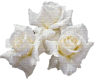 Białe róże - GIF animé gratuit