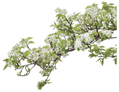 spring - δωρεάν png