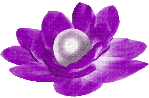 Animated.Flower.Pearl.Purple - By KittyKatLuv65 - GIF เคลื่อนไหวฟรี