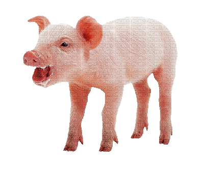 Kaz_Creations Animated Pig - Darmowy animowany GIF