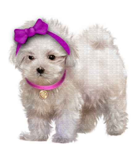 Chien Ruban Violet:) - 無料png