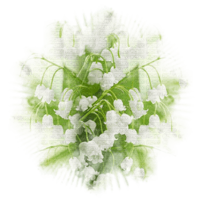 patymirabelle fleurs muguet - 無料png