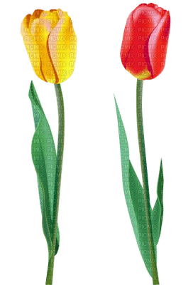 Kaz_Creations Deco Flowers Tulips Flower - darmowe png