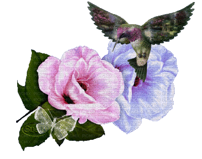 Roses and Hummingbird - GIF animé gratuit