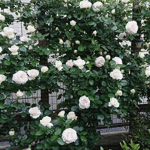 roses background - png grátis