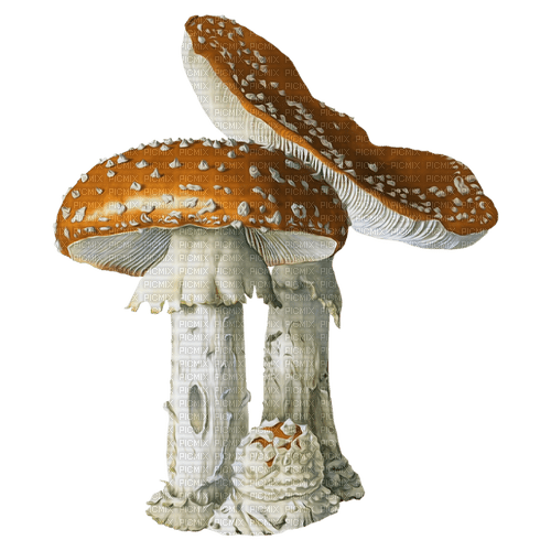 kikkapink deco scrap mushrooms - безплатен png