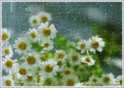MMarcia gif flores chuva fundo - 無料のアニメーション GIF