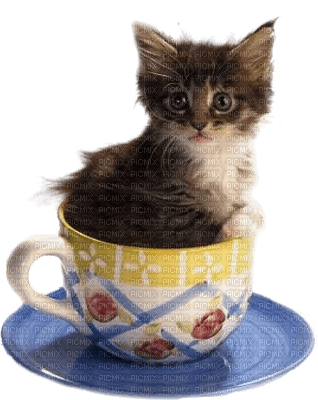 cat chat katze  spring printemps  deco  fun  summer ete  tube  sommer animal animals cup tasse blue - Free PNG