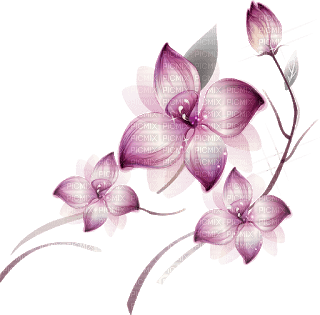 цветыгуля - nemokama png
