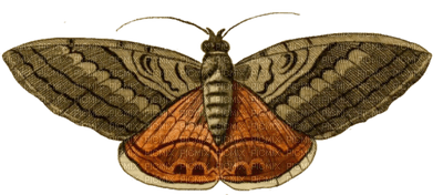 moth - gratis png