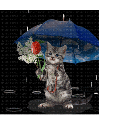 rain bp - GIF animado grátis