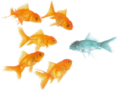 peces - zadarmo png
