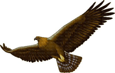 eagle bp - Free animated GIF