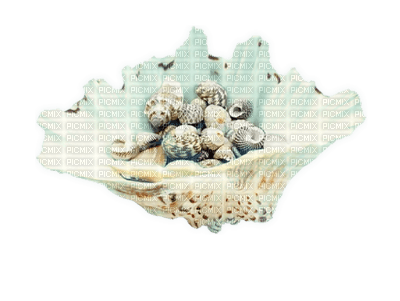 sea shells bp - ücretsiz png