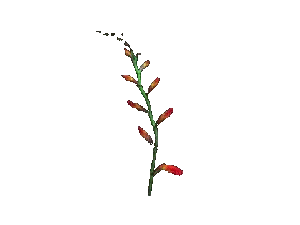 plant - GIF animado grátis