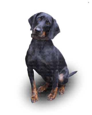Animal, Animals, Dog, Dogs, Puppy, Puppies - Jitter.Bug.Girl - ilmainen png