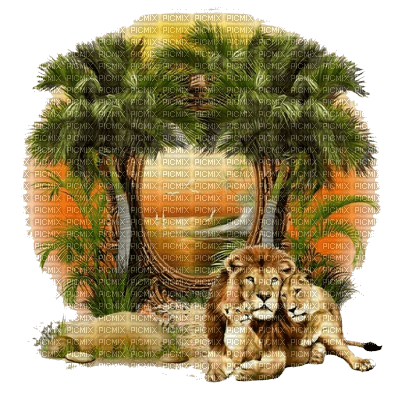 Africa, lion - Free PNG