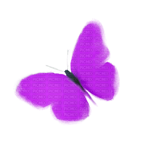 butterfly - zadarmo png