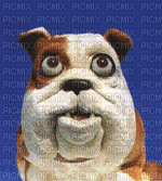 bulldog - Ücretsiz animasyonlu GIF
