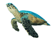 kilpikonna, turtle - фрее пнг