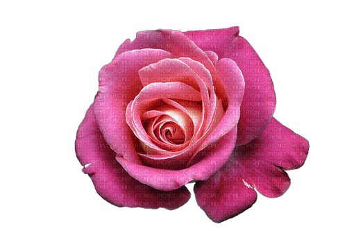 kikkapink purple rose pink flower spring summer - gratis png