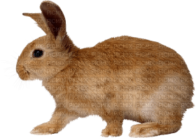 Kaz_Creations Rabbit - png ฟรี