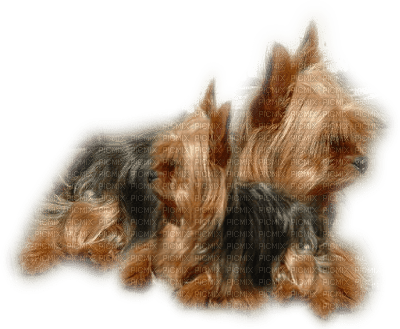 patymirabelle chien yorkshire - ücretsiz png