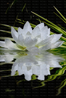 MMarcia gif floral fundo - GIF animado grátis