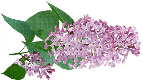 lilac - ingyenes png