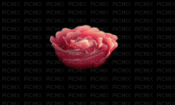 ruža - Animovaný GIF zadarmo