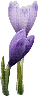 Kaz_Creations Deco Flowers Flower  Purple - png grátis
