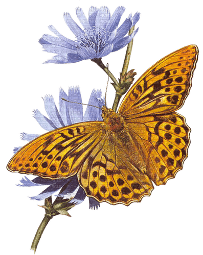 orange butterfly Bb2 - δωρεάν png