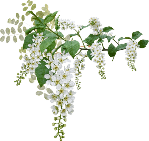 white wisteria Bb2 - png gratis