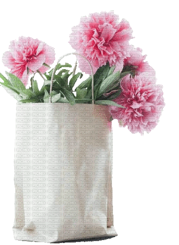 Pfingstrosen, Tüte, Blumen - Gratis animeret GIF