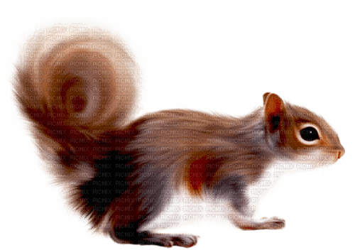 Squirrel. Leila - png gratis