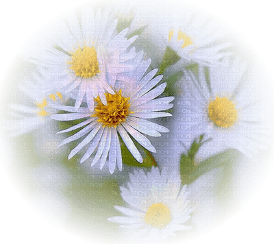 Fleurs - ücretsiz png