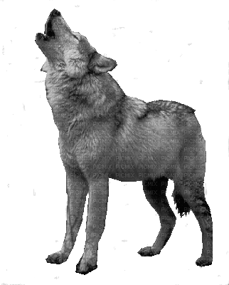wolf - Animovaný GIF zadarmo