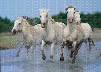 cheval blanc - darmowe png