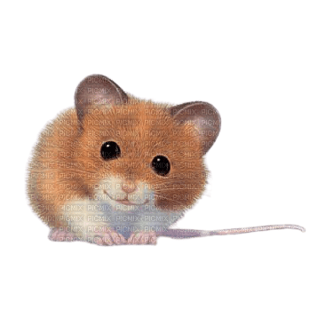 mouse maus mice - kostenlos png