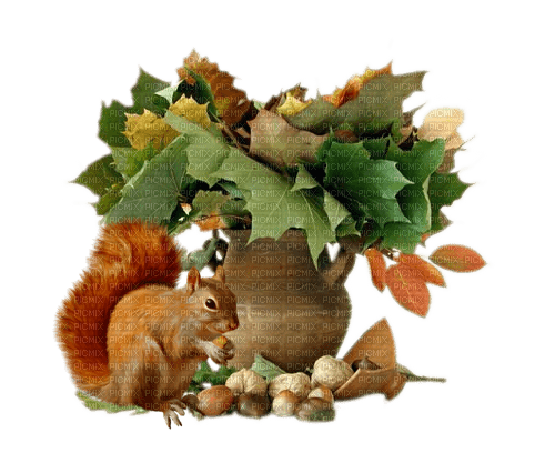 automne ecureuil - nemokama png