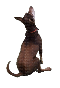 Chien.Dog.Perro.Victoriabea - Zdarma animovaný GIF
