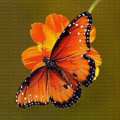 vlinder - PNG gratuit