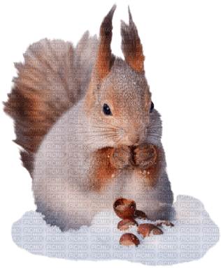 Kaz_Creations Squirrel - kostenlos png