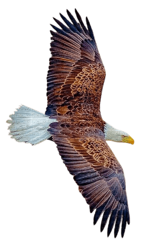 eagle fly - zadarmo png