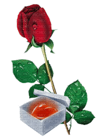 rose heart box - Animovaný GIF zadarmo