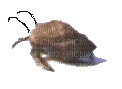 Hermit crab - Gratis animeret GIF