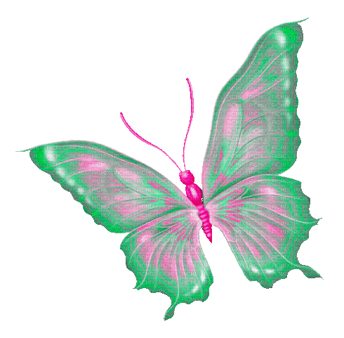 Butterfly.Green.Pink - By KittyKatLuv65 - GIF animado grátis