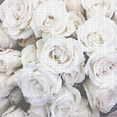Blanc Roses - безплатен png